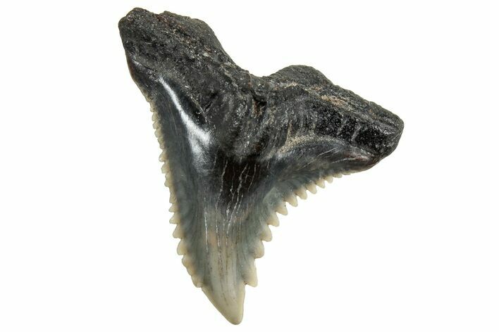 Snaggletooth Shark (Hemipristis) Tooth - South Carolina #325176